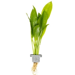 Echinodorus grisebachii Bleherae 071 CLP